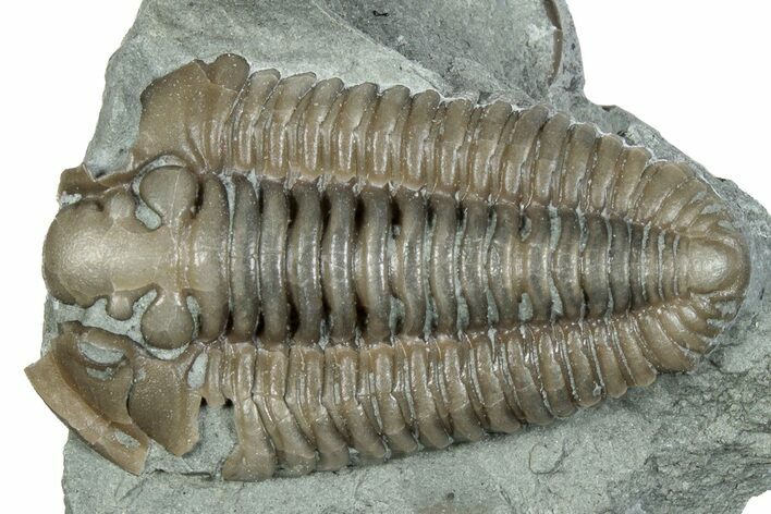 Prone Flexicalymene Trilobite Fossil - Indiana #287623